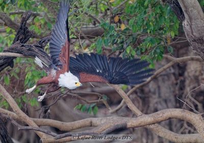 Fish Eagle